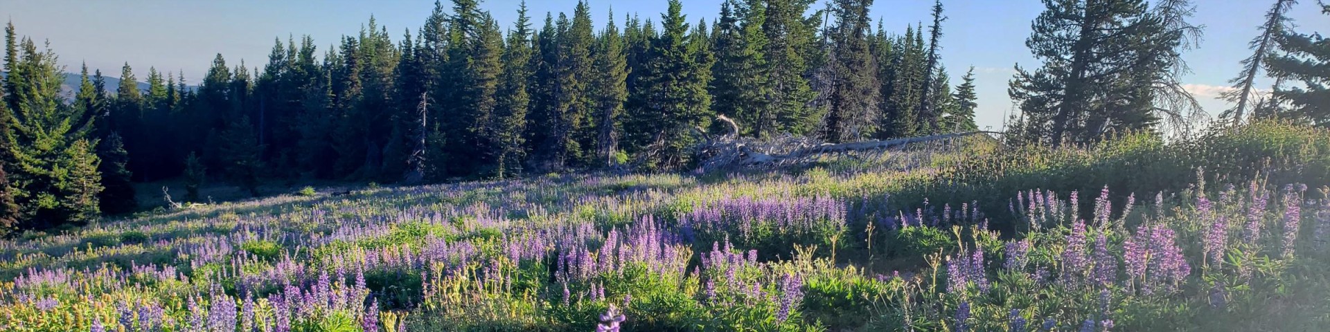 Umatilla National Forest Cover