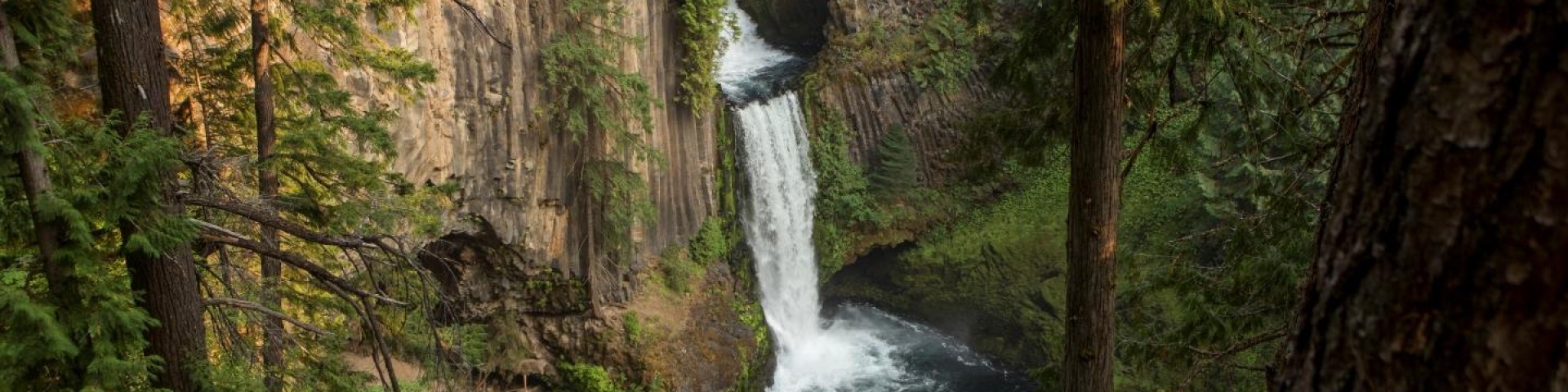 Umpqua National Forest Cover