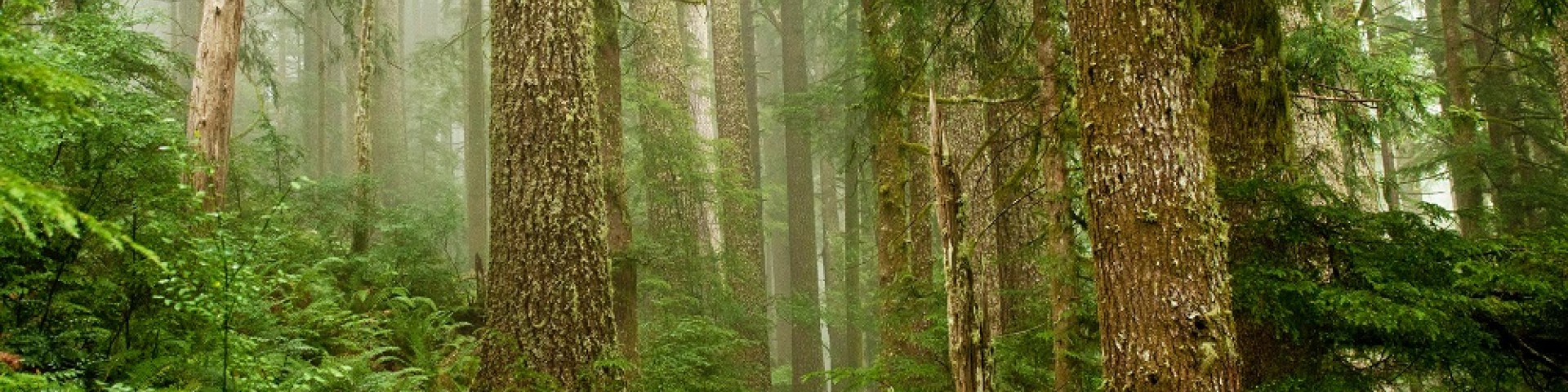 Siuslaw National Forest Cover