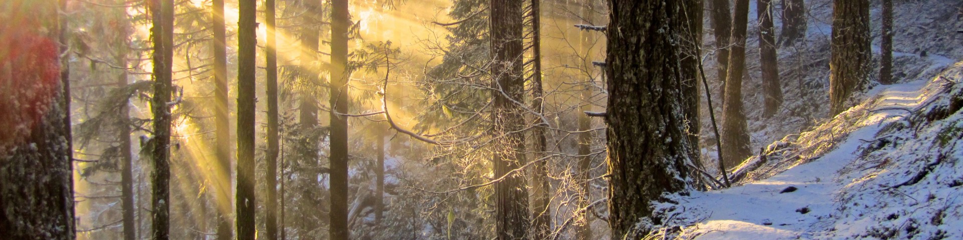 Willamette National Forest Cover