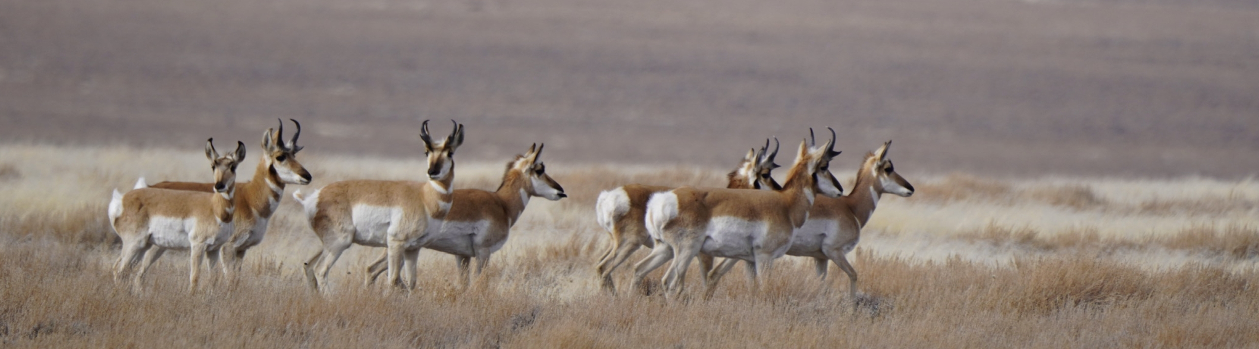 Hart Mountain National Antelope Refuge Cover
